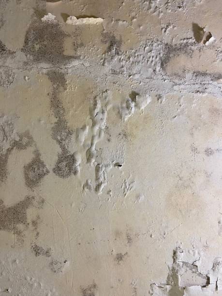Best Affordable Mold Removal  in Auburn, GA