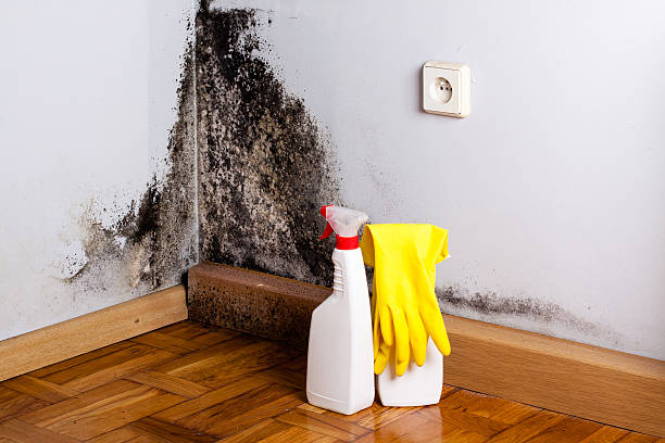 Reliable Auburn, GA Mold Removal Solutions
