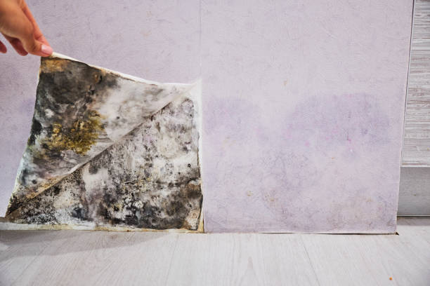 Best Professional Mold Removal  in Auburn, GA